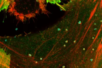 Découverte d'un super pouvoir de nos cellules