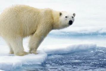 Un système d'alerte pour banquise en péril