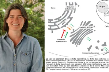 Alison Forrester, la biologiste qui scrute l’efficacité du processus de production des protéines