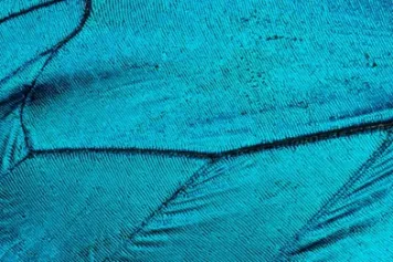 IN MEDIA | Le biomimétisme réinvente les couleurs