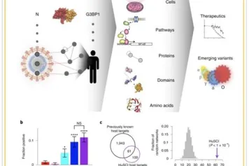 Une carte à l'échelle du protéome du contactome du SRAS-CoV-2-humain