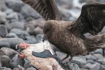 Éléments-traces chez les espèces migratrices arrivant en Antarctique en fonction de leur aire de migration