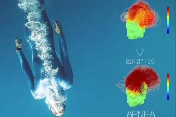 ??? Cartographie de l'état cérébral fonctionnel en apnée  