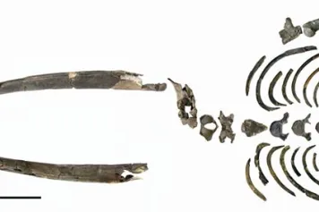 Une nouvelle espèce de baleine franche, vieille de 3 millions d'années, découverte à Anvers