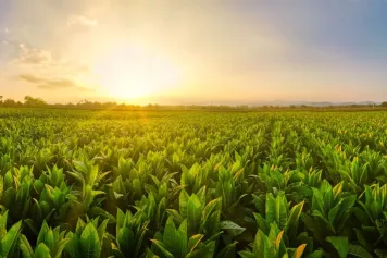 Protéger les plantes contre les températures élevées