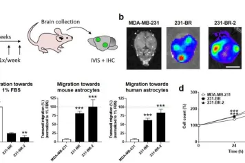 Brouiller le radar pour empêcher les métastases
