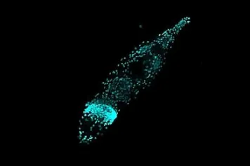 Rotifère : le mystère d’un scandale évolutif résolu