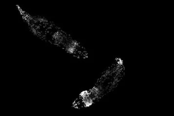 Rotifères : une avancée significative pour expliquer la résistance exceptionnelle de ces microorganismes