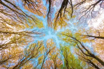 La philosophie des sciences éclaire le débat sur l'intelligence végétale