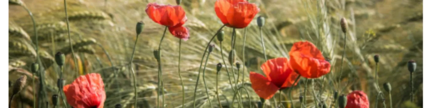 Développer une éthique du végétal