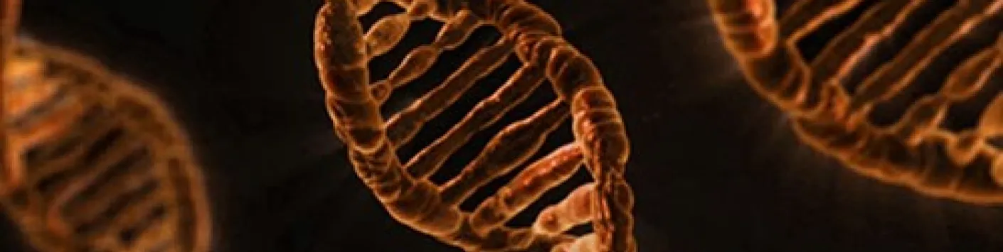 PUBLICATION SCIENTIFIQUE | L'extrémité de nos chromosomes serait responsable de la sévérité de l'impact du COVID-19