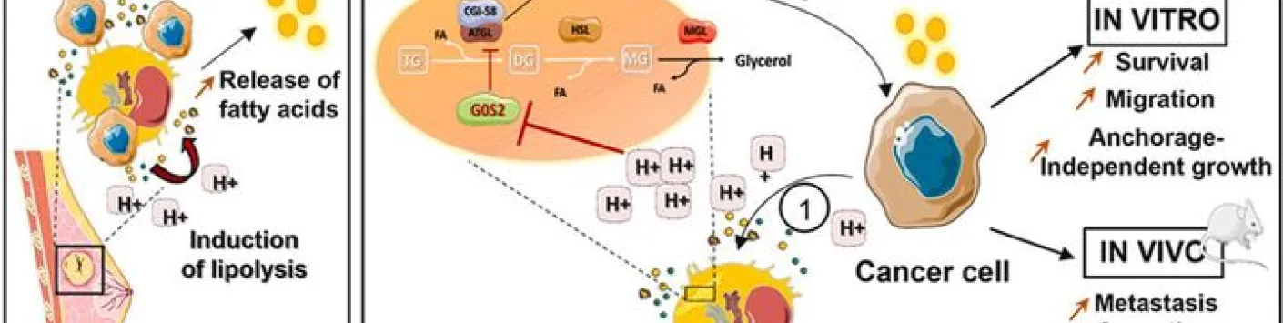 Acidosis-induced regulation of adipocyte G0S2 promotes crosstalk between adipocytes and breast cancer cells as well as tumor progression