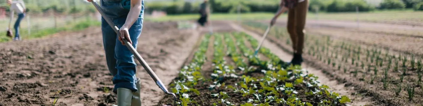 Découverte I Un nouvel arsenal de biomolécules pour renforcer l'agriculture biologique contre les pathogènes nuisibles