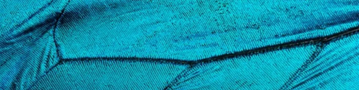 IN MEDIA | Le biomimétisme réinvente les couleurs