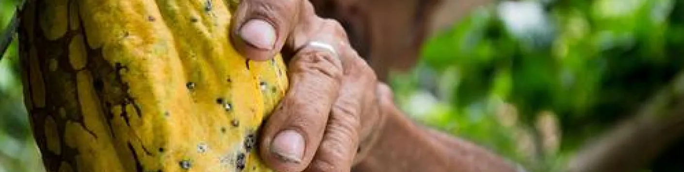 Filière cacao : rendre les engagements plus efficaces