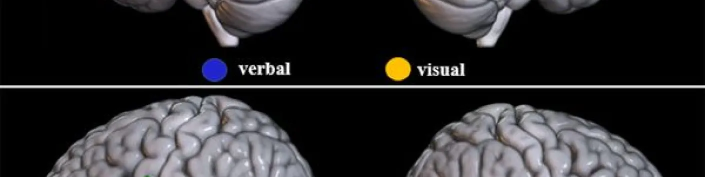 Résister aux interférences visuelles, phonologiques et sémantiques - Processus identiques ou différents ? Un mini-examen ciblé