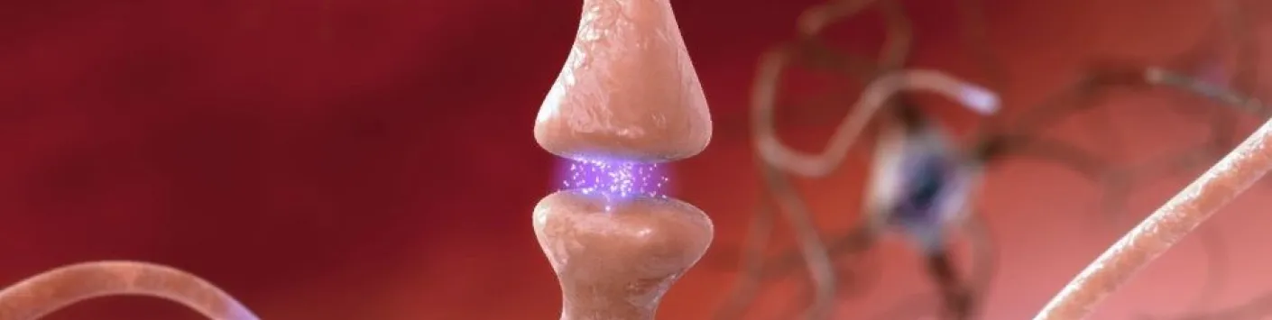 La connectomique cérébrale: l'heure de l'imagerie moléculaire ?