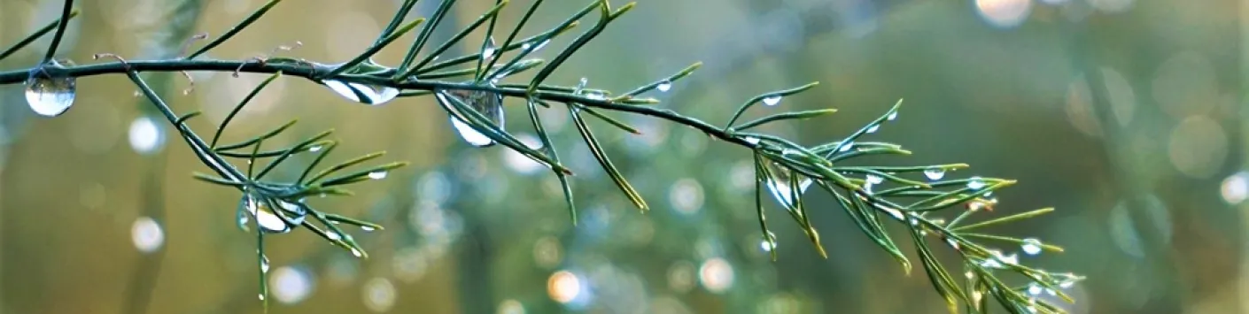 IN MEDIA ?? Un stratégie ingénieuse, directement copiée de la nature, pour capturer les gouttes d’eau