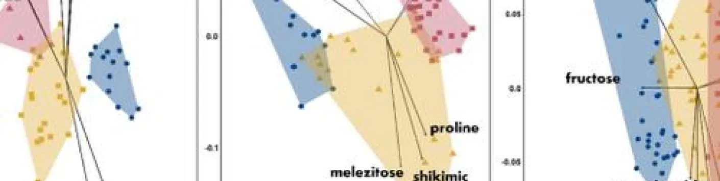 Convergence de la composition du miel et domestication parallèle des abeilles sociales