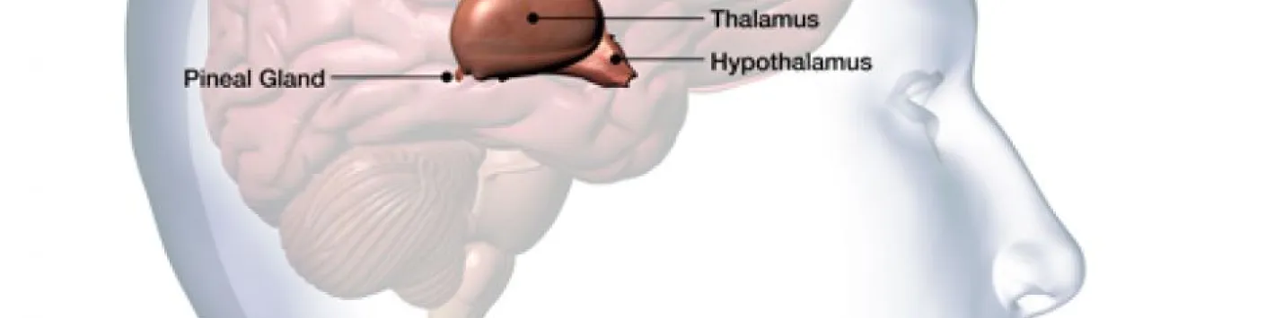 Publication scientifique | Focus sur l’hypothalamus
