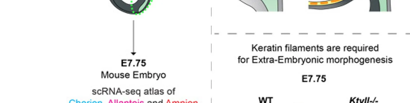 ? À quoi servent les filaments de kératine après la gestation de l'embryon de souris ?