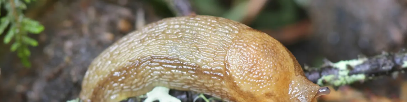 Les adhésifs du futur, issus d’une limace et d’une grenouille ?