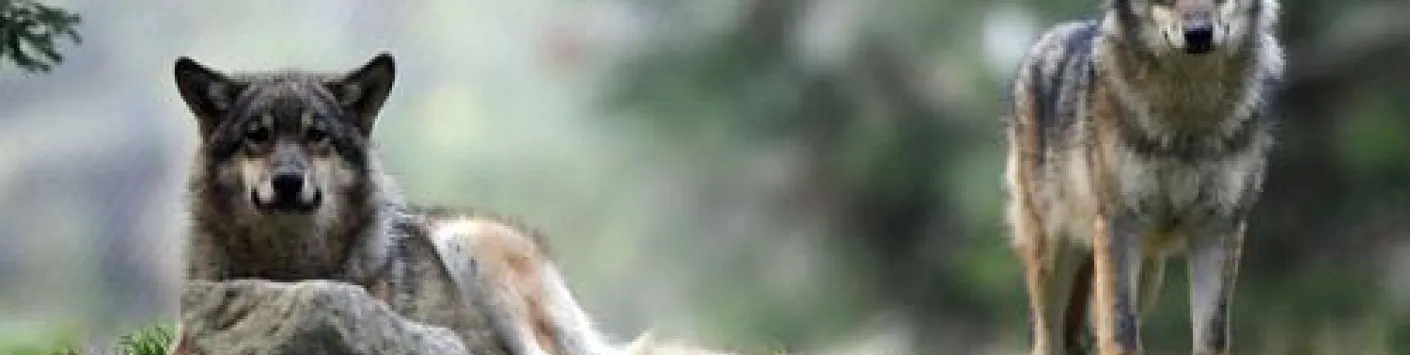 Cohabiter avec le loup, une possibilité ?