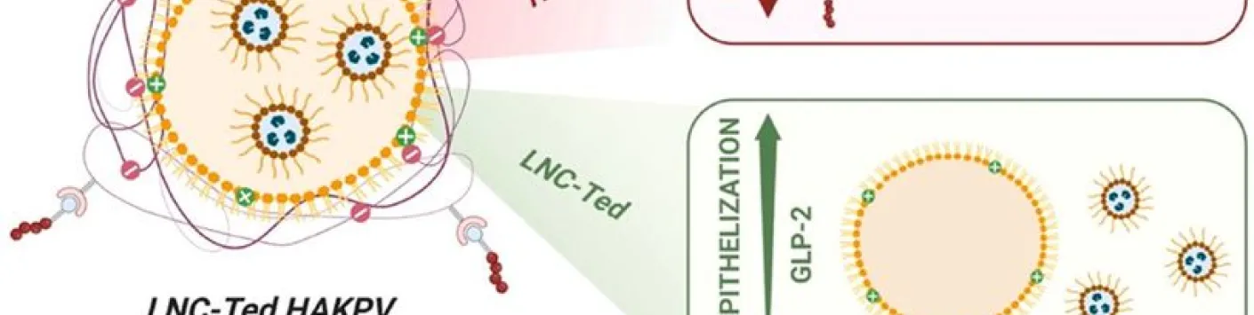 Une plateforme de nanoparticules pour la cicatrisation des muqueuses et l'immunomodulation dans le traitement des maladies inflammatoires de l'intestin