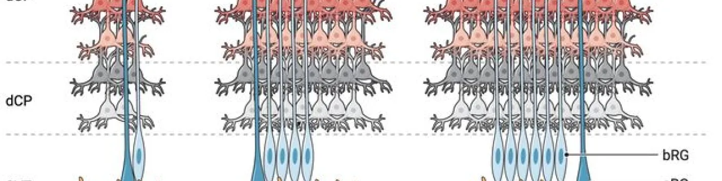 La neurogenèse cérébrale à l'échelle de l'évolution