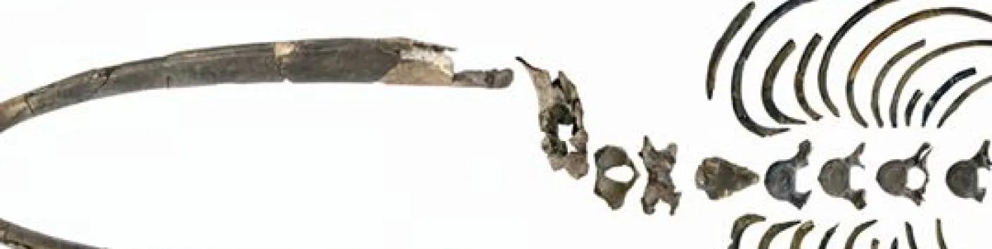 Une nouvelle espèce de baleine franche, vieille de 3 millions d'années, découverte à Anvers