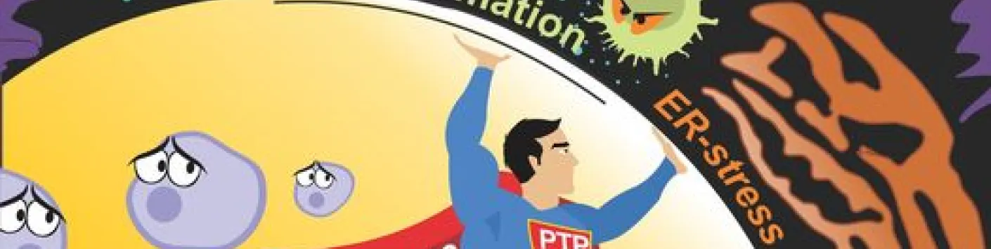 ?⛔️ Une protéine peut-elle empêcher la destruction des cellules productrices d'insuline dans le diabète auto-immun ?