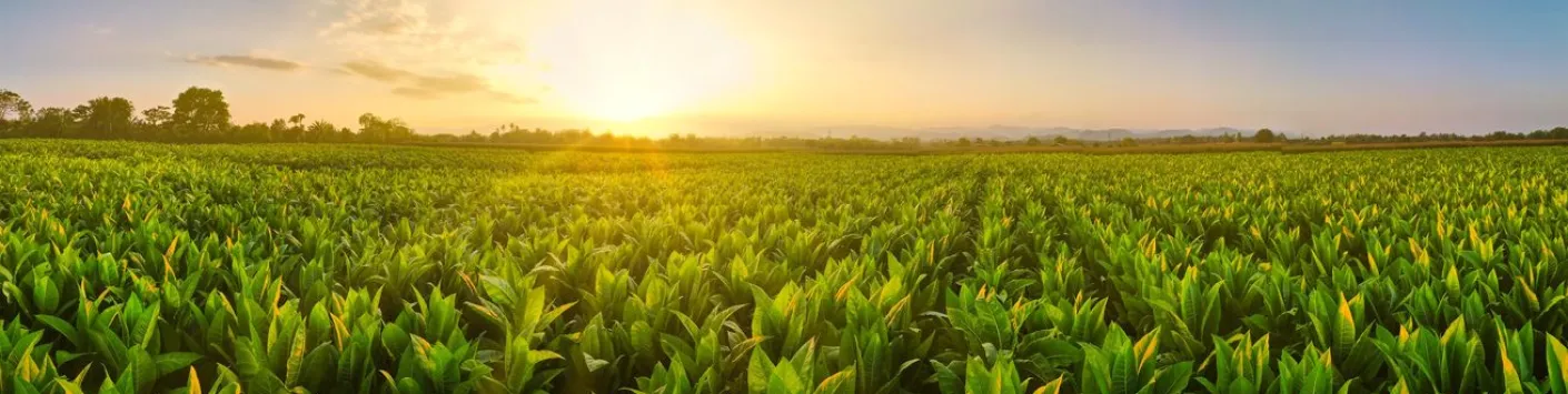 Protéger les plantes contre les températures élevées
