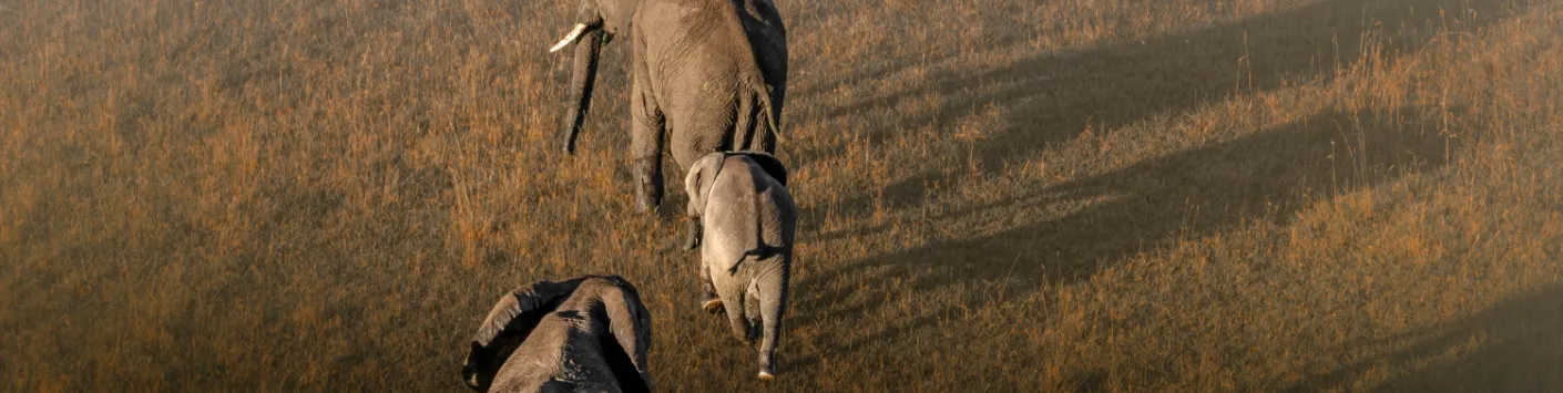 L'intelligence artificielle va-t-elle révolutionner les relevés aériens ?