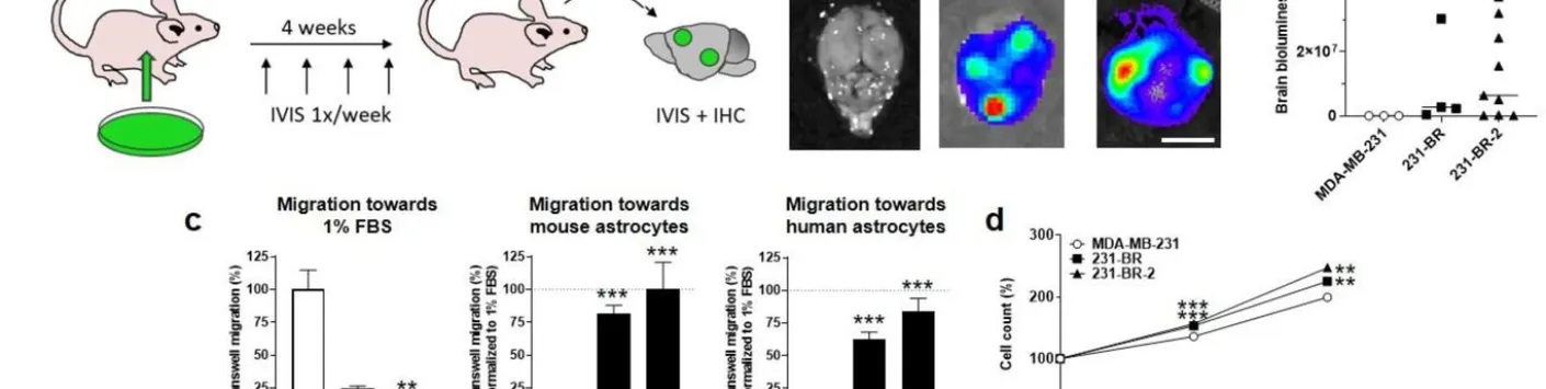 Brouiller le radar pour empêcher les métastases
