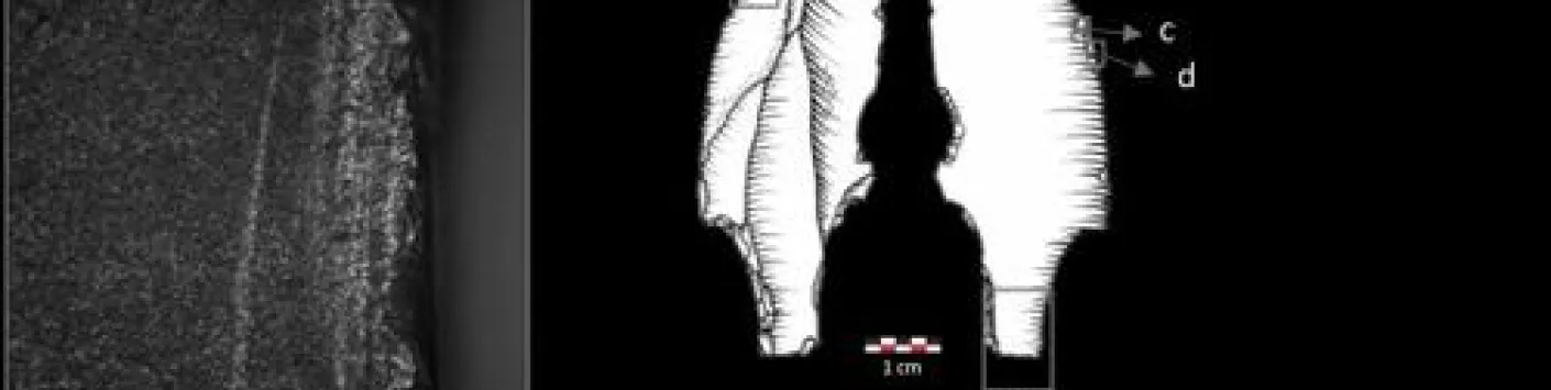 « Terminal ballistic analysis of impact fractures reveals the use of spearthrower 31 ky ago at Maisières-Canal, Belgium »