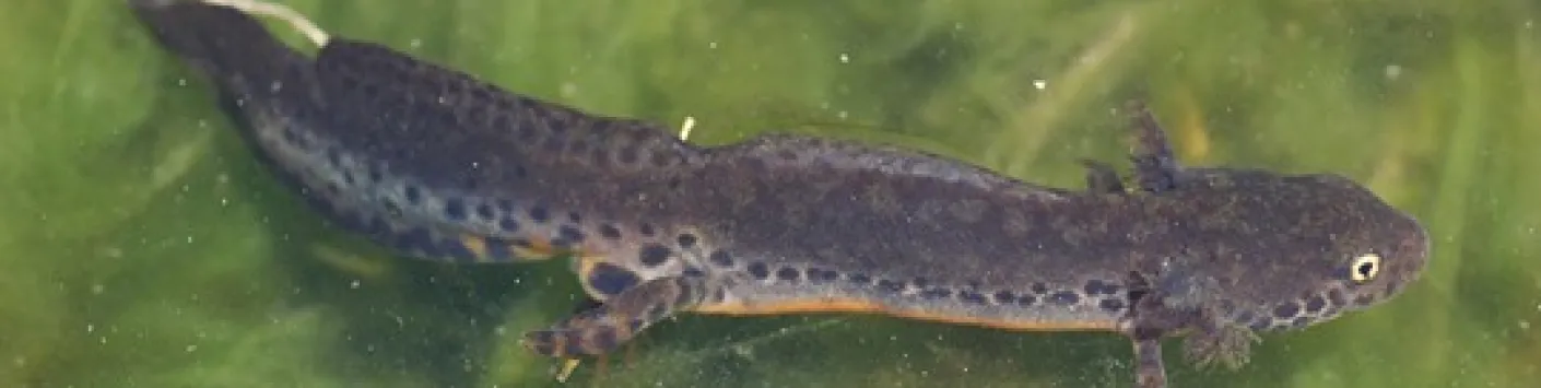 Les espèces invasives, fléaux des amphibiens