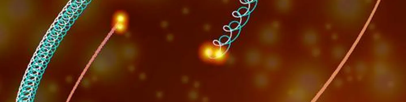 Une valse stellaire à 4 temps