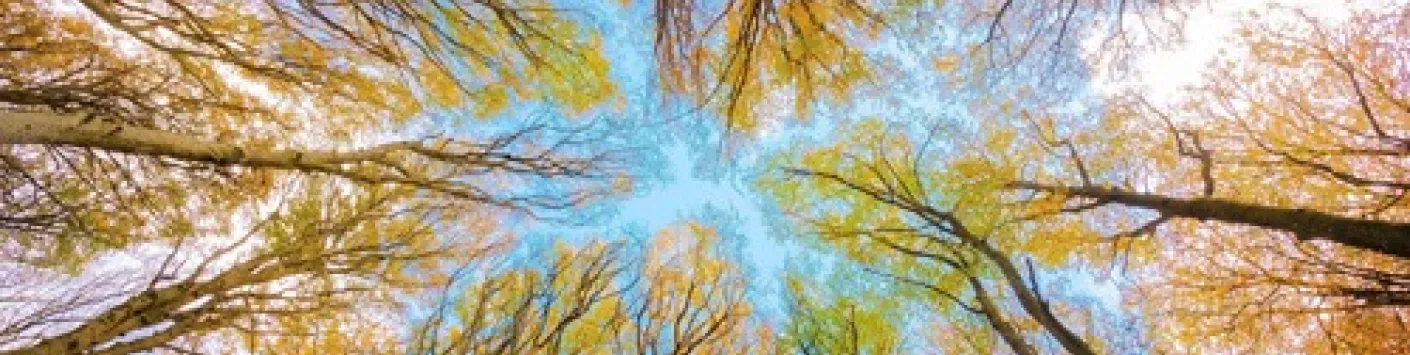 La philosophie des sciences éclaire le débat sur l'intelligence végétale