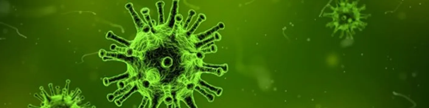 Découverte? I Virus "UNE NOUVELLE PORTE D’ENTRÉE DES VIRUS DANS LES CELLULES IDENTIFIÉE À UCLouvain